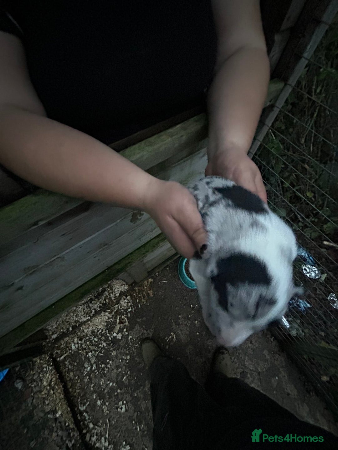Border Collie dogs for sale: merle + black and white pups  - Image 6