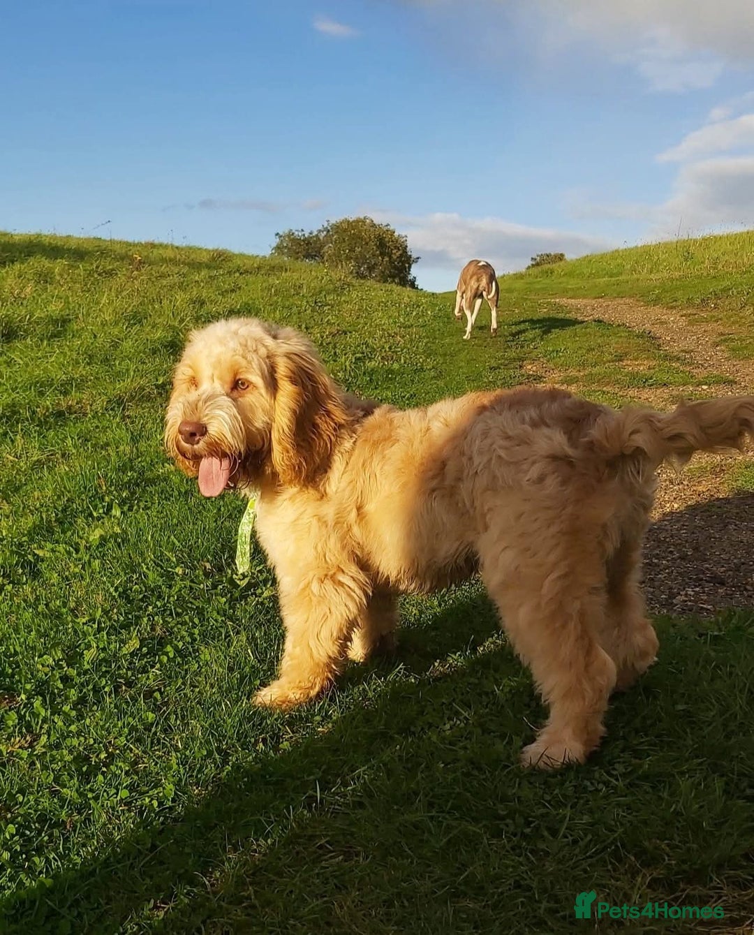 Cockapoo dogs for sale: Cockapoo looking for a loving home - Advert 1