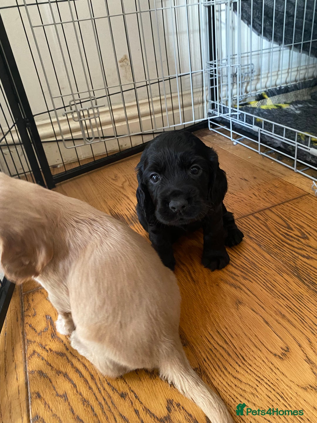 Cocker Spaniel dogs for sale: Superb Quality Royal KC Cocker Spaniel Puppies - Advert 4