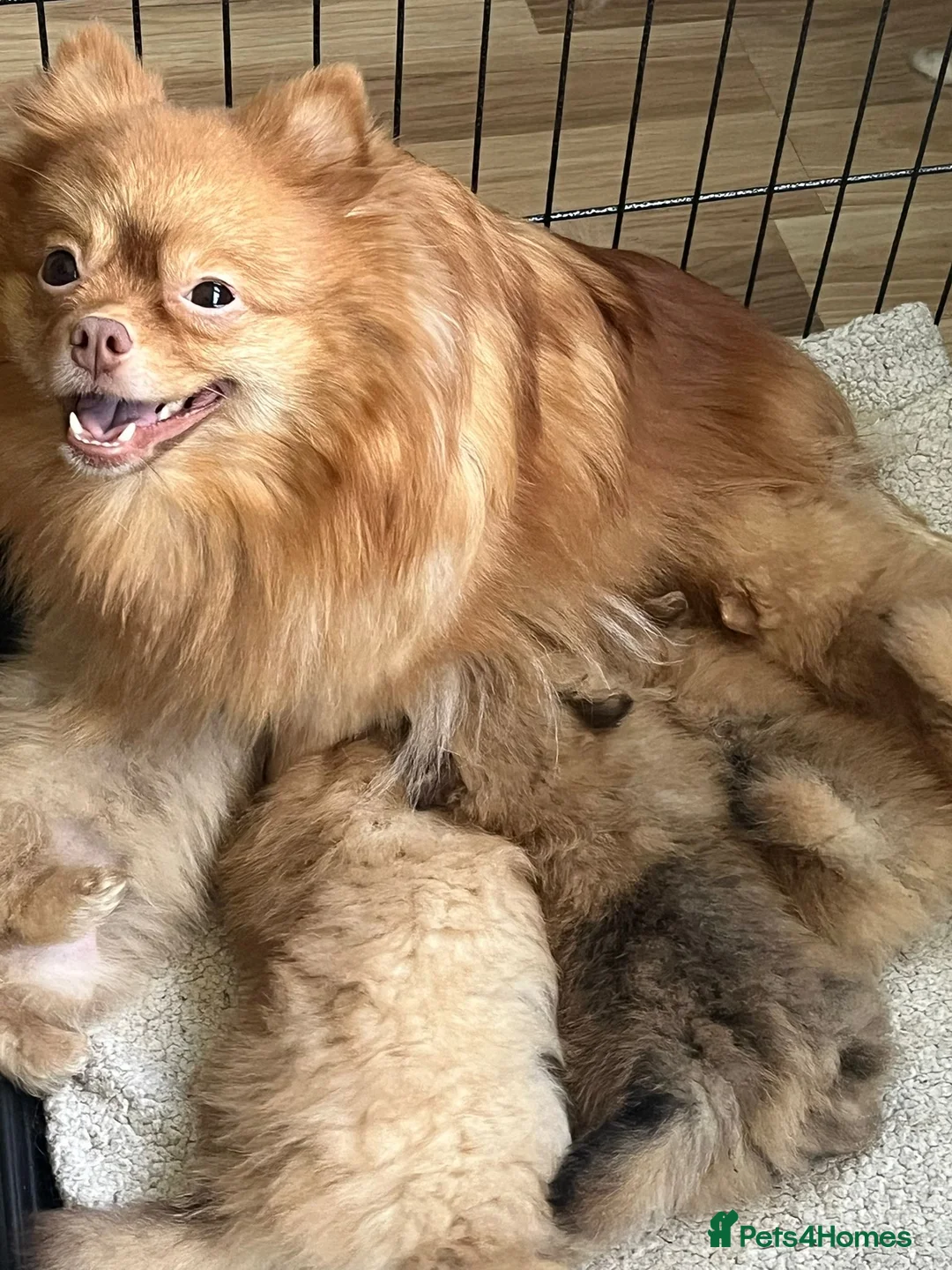 Pomeranian dogs for sale: Pure fluffy mini pomeranian puppies 🐶  in Skelmersdale - Advert 7