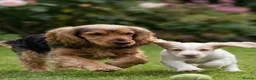 Cocker Spaniel dogs for sale: Show cocker spaniel in Loughton - Advert 2