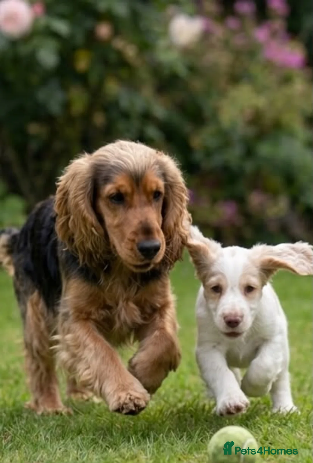 Cocker Spaniel dogs for sale: Show cocker spaniel in Loughton - Advert 2