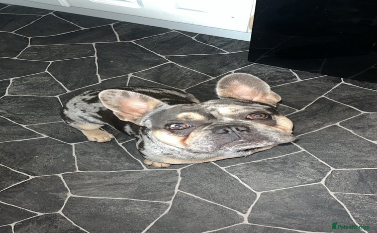 French Bulldog dogs - Advert 1