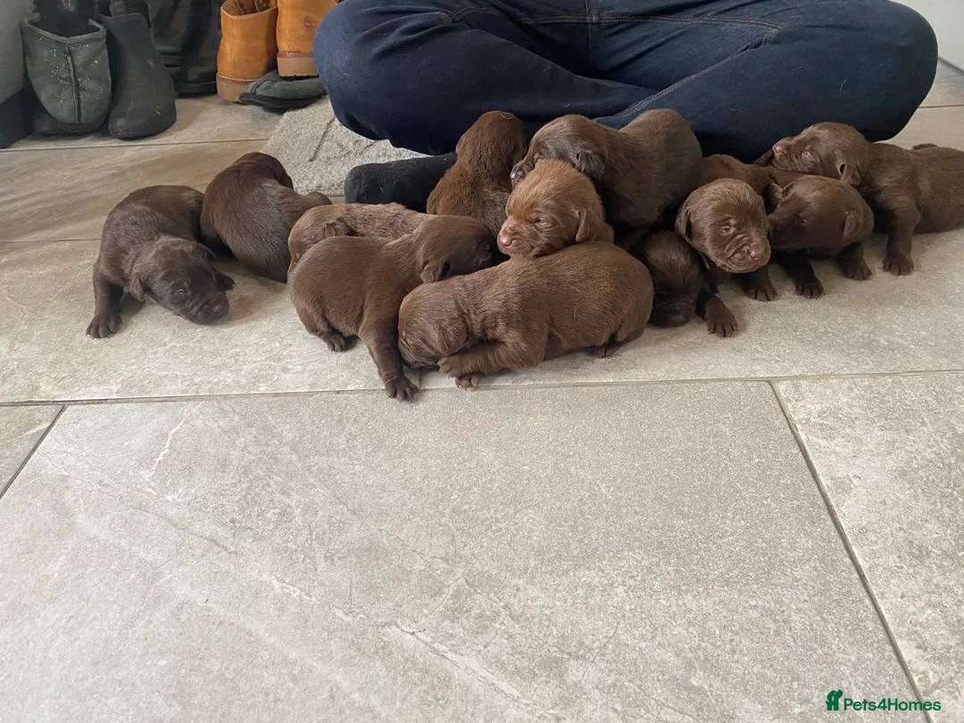 Labrador Retriever dogs for sale: BEAUTIFUL LITTER LABRADOR PUPS READY 9TH MARCH - Advert 8