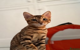 Bengal cats for sale: Female bengal kitten  - Image 5