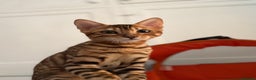 Bengal cats for sale: Female bengal kitten  - Advert 5