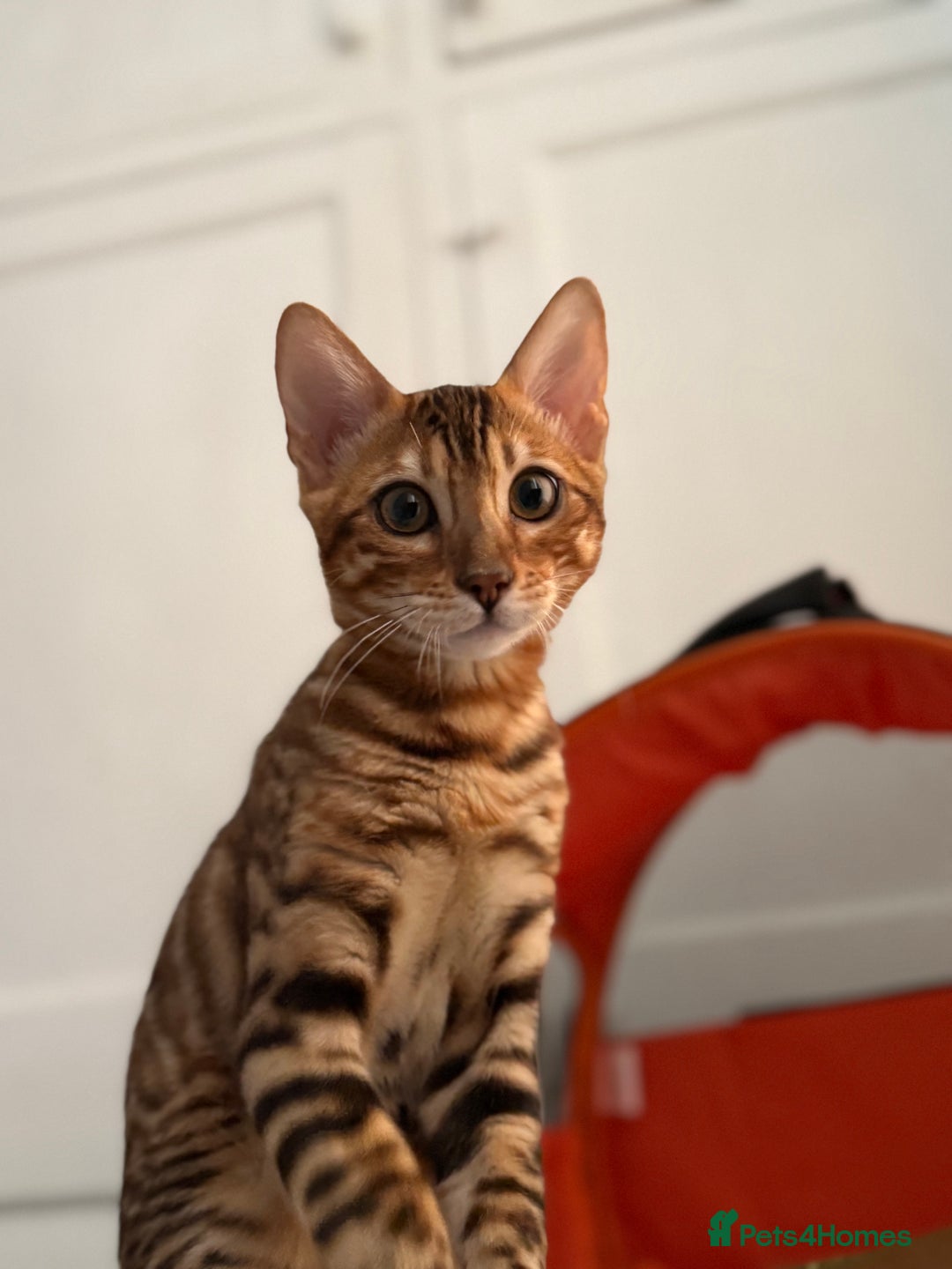 Bengal cats for sale: Female bengal kitten  - Image 5