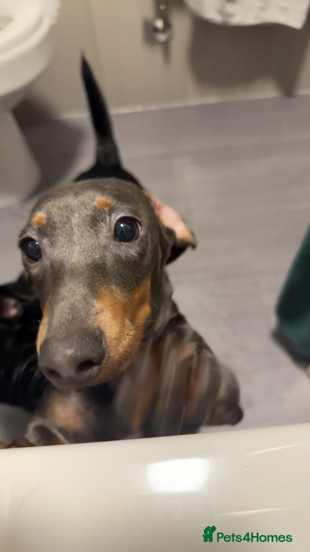 Miniature Dachshund dogs for sale: Penny  - Advert 2