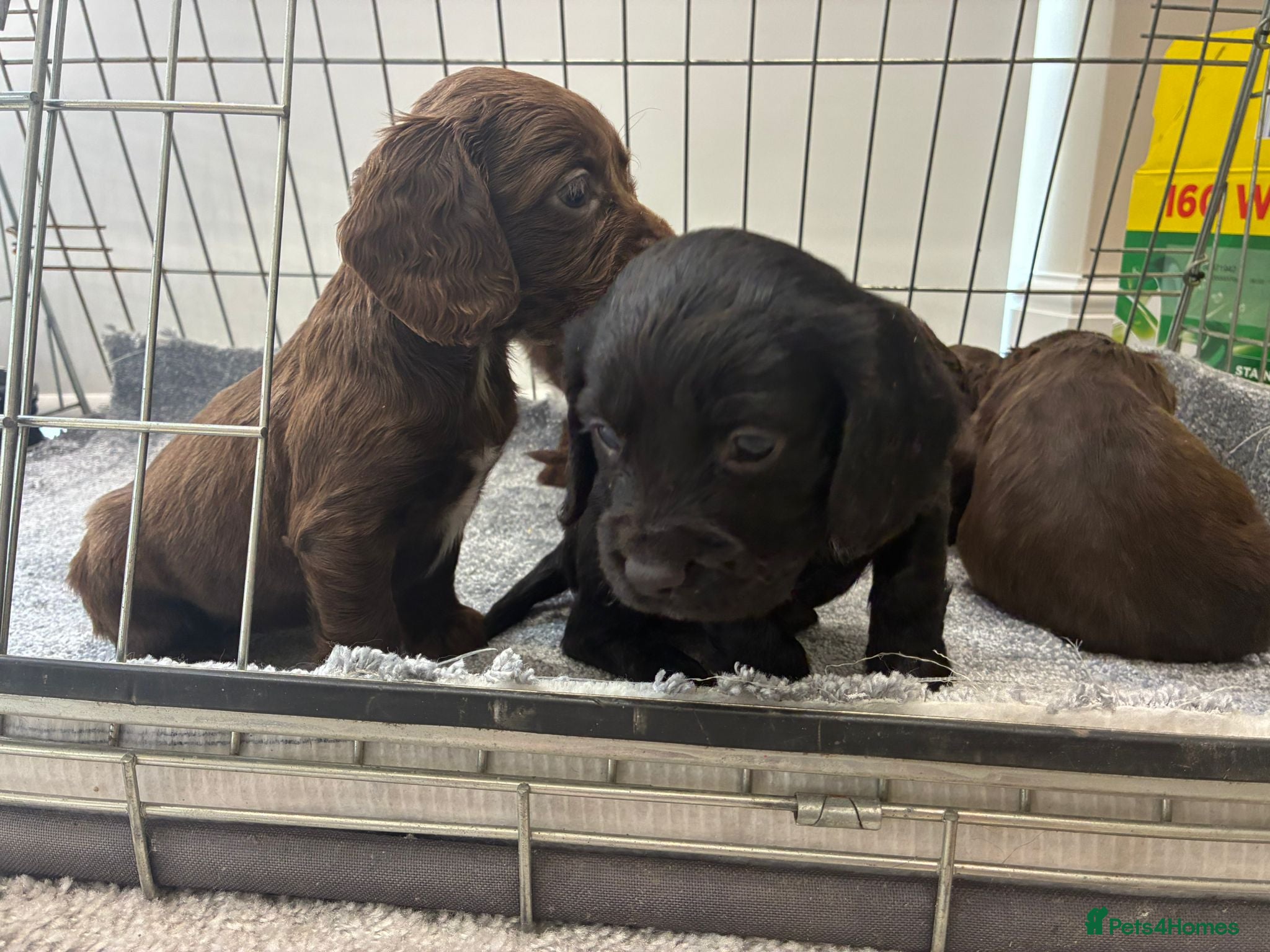 Cocker Spaniel dogs DNA tested cocker spaniels - Advert 1