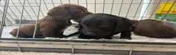Cocker Spaniel dogs for sale: DNA tested cocker spaniels - Advert 3