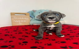 Cane Corso dogs for sale: Cane corso puppies for sale  - Image 9