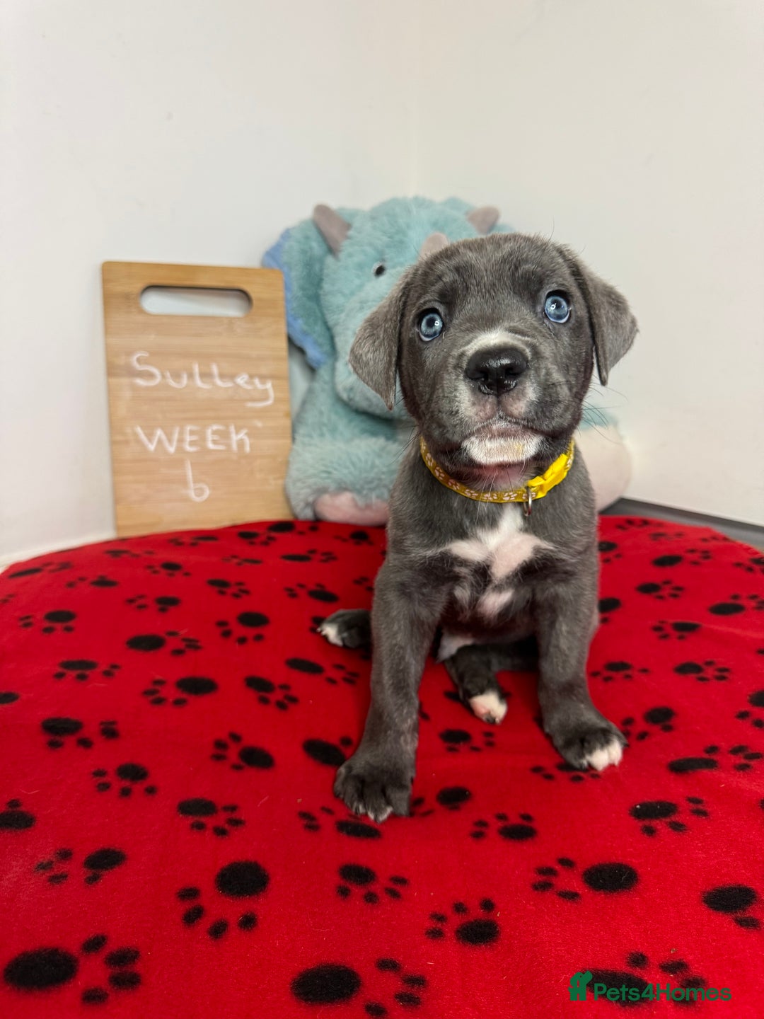 Cane Corso dogs for sale: Cane corso puppies for sale  - Image 9