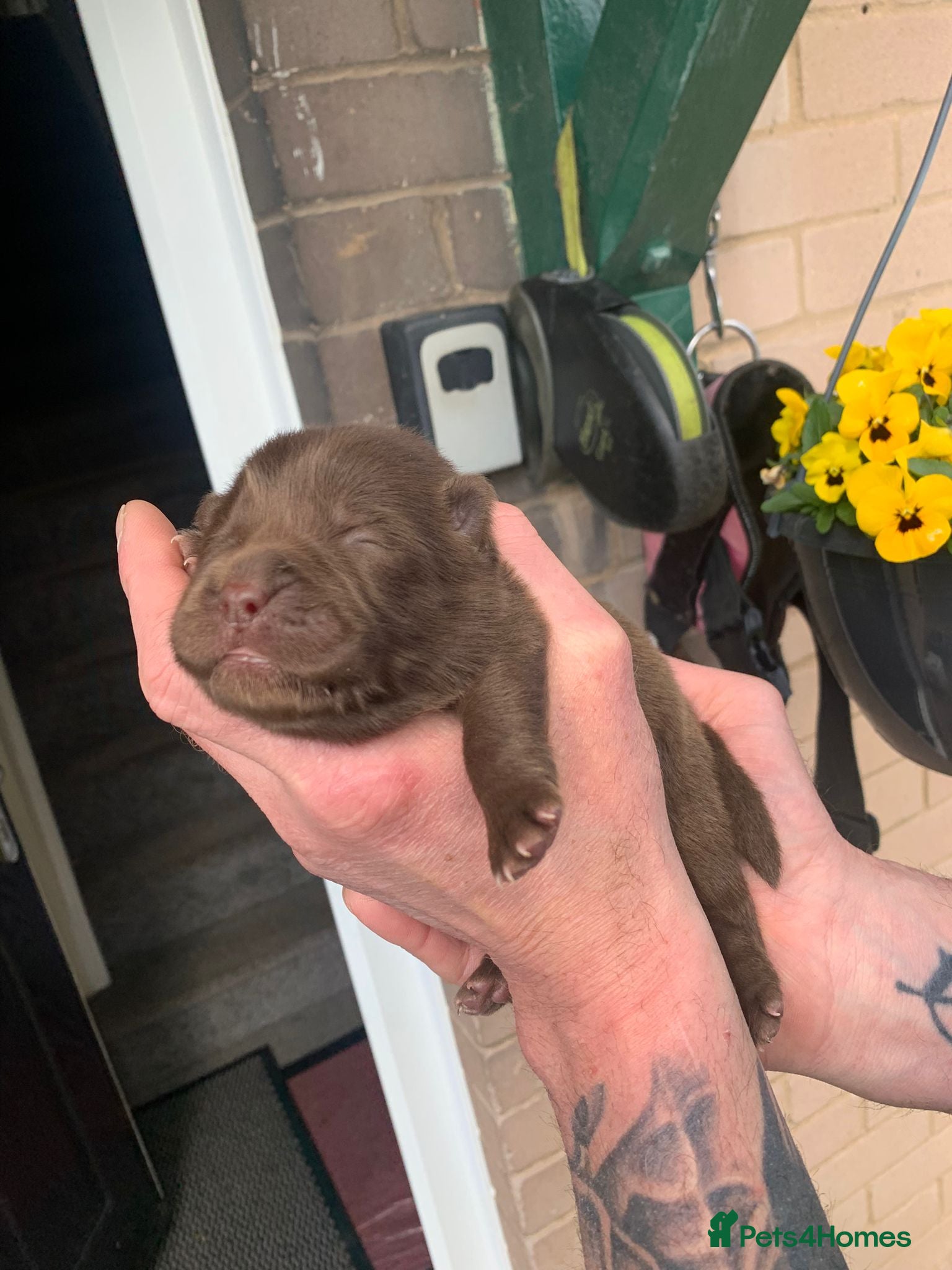 Chow Chow dogs for sale: Choclate/lilac Chow chow puppies - Advert 5