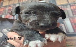 Whippet dogs for sale: Adorable KC reg Whippet Puppies - Image 4