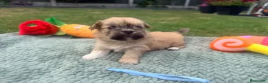 Lhasa Apso 3