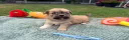 Lhasa Apso dogs for sale: Lhasa Apso puppies - Advert 13