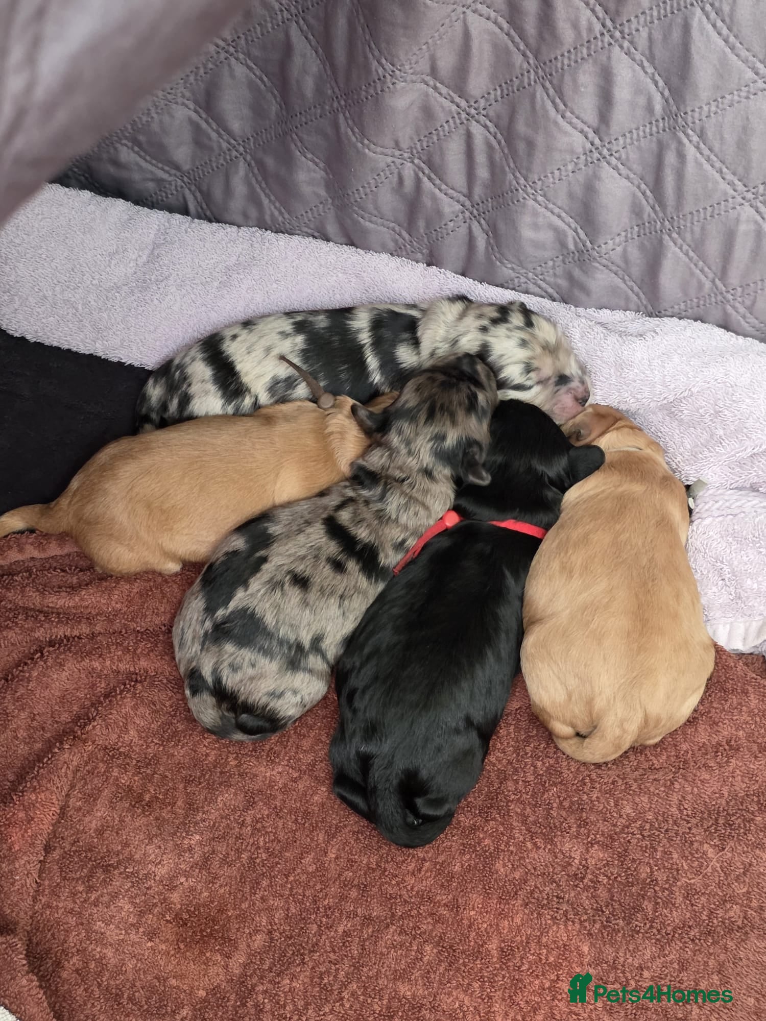 Cockapoo dogs for sale: Vet Health checked Cockapoo Puppies - Advert 7
