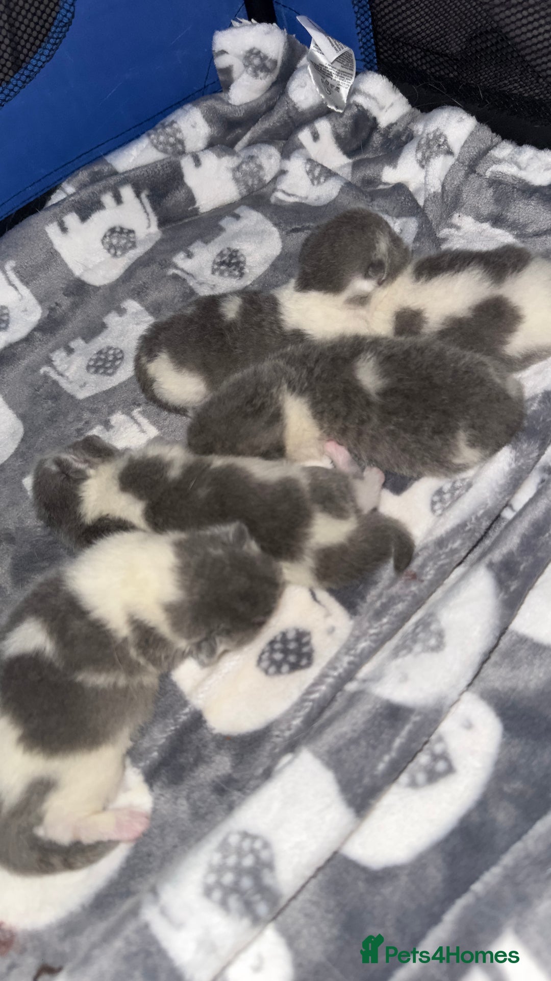 British Shorthair cats for sale: BSH BICOLOR KITTENS FROM 🏆CHAMPIONS LINE🏆 - Image 7