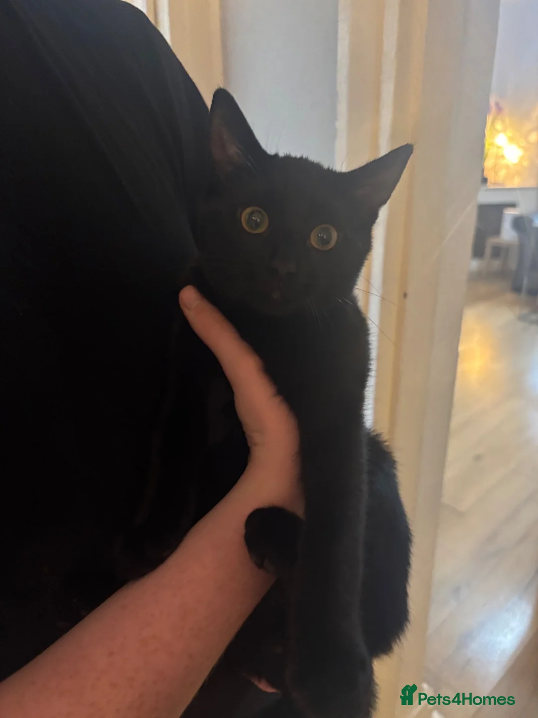 Mixed Breed cats for sale: FREE 4 month old Kitten in Coventry - Advert 2