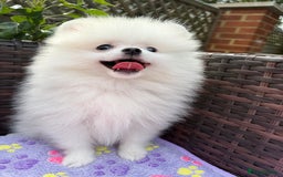 Pomeranian dogs for sale: Pom bears looking for loving homes❤️ - Image 10