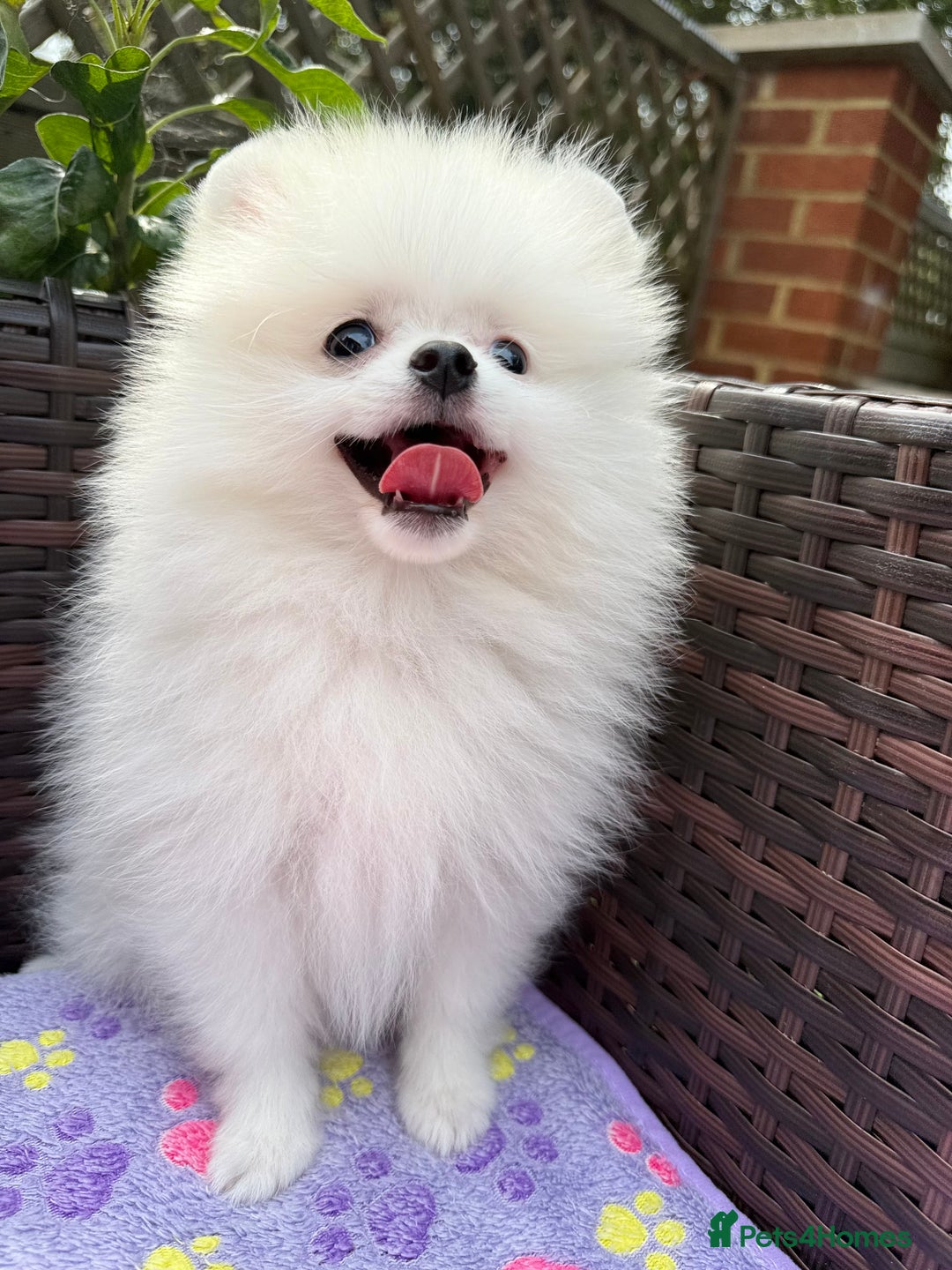 Pomeranian dogs for sale: Pom bears looking for loving homes❤️ - Image 10