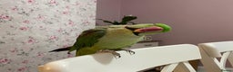 Parakeets birds for sale: Rose-ringed parakeet  - Advert 5