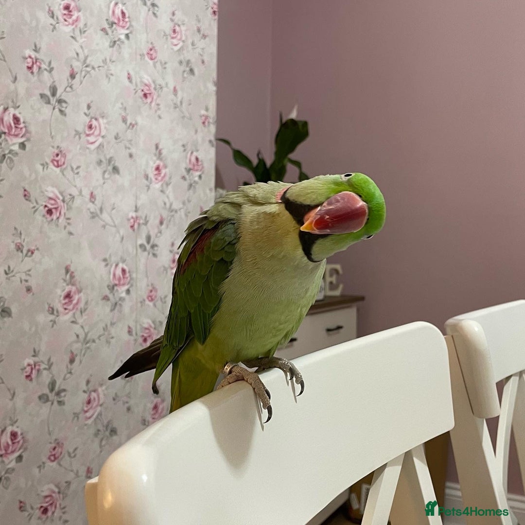 Parakeets birds for sale: Rose-ringed parakeet  - Advert 5