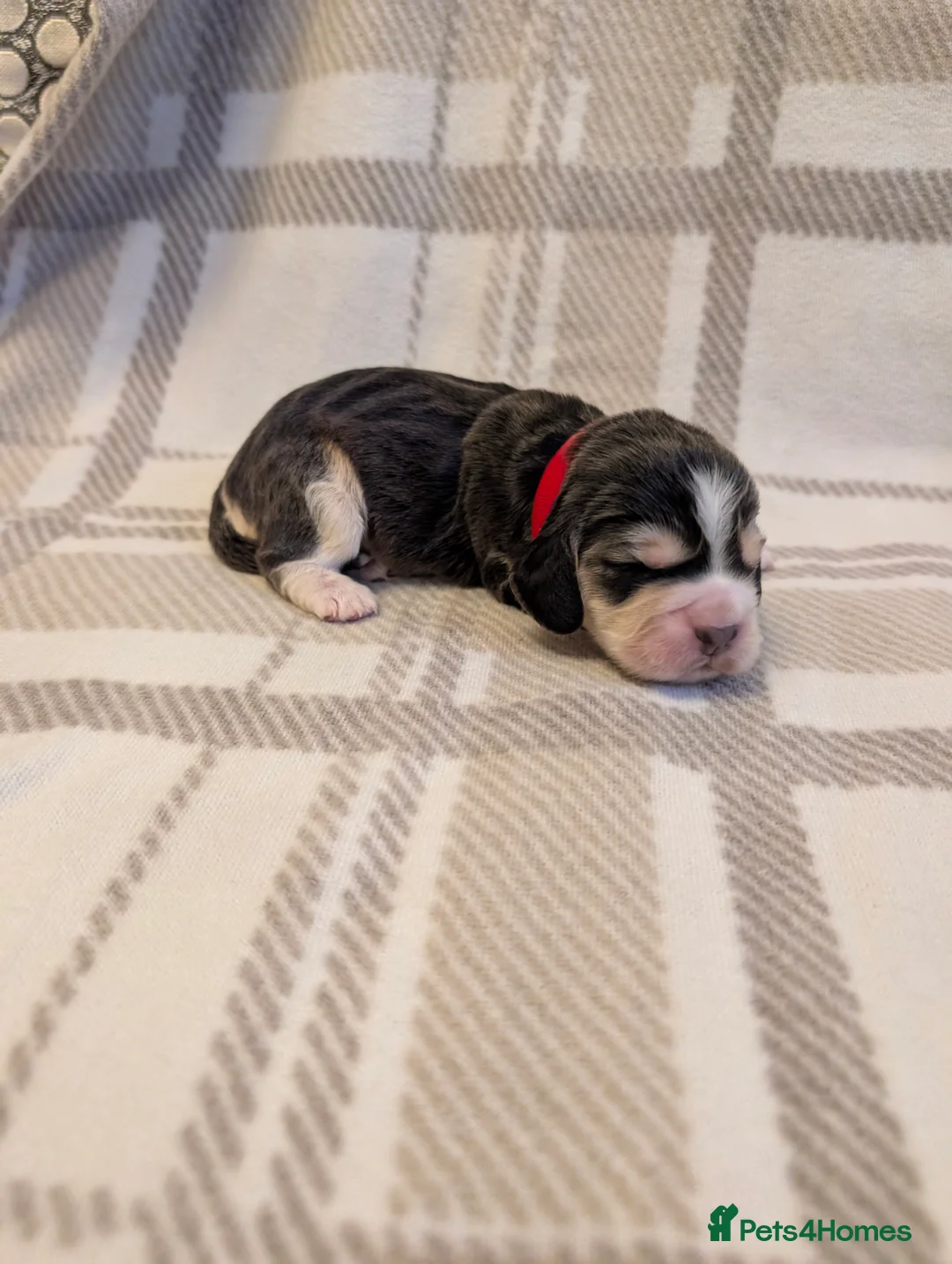 Cocker Spaniel dogs for sale: Cocker spaniel puppys! - Advert 11