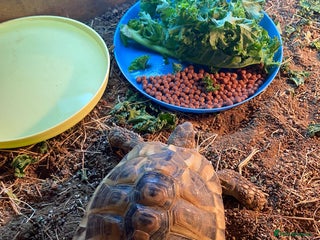 Hermann Tortoise reptiles Herman tortoise male 4 years old - Advert 1