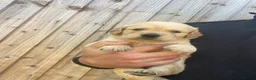Golden Retriever dogs for sale: ⭐ KC Registered Golden Retriever Puppies ⭐️  - Advert 12