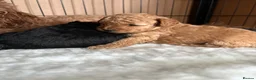 Toy Poodle dogs for sale: Beautiful Toy Poodles - Ready to reserve now - Advert 11