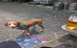 Springador dogs for sale: Springador Puppy (6 months old)  - Image 5