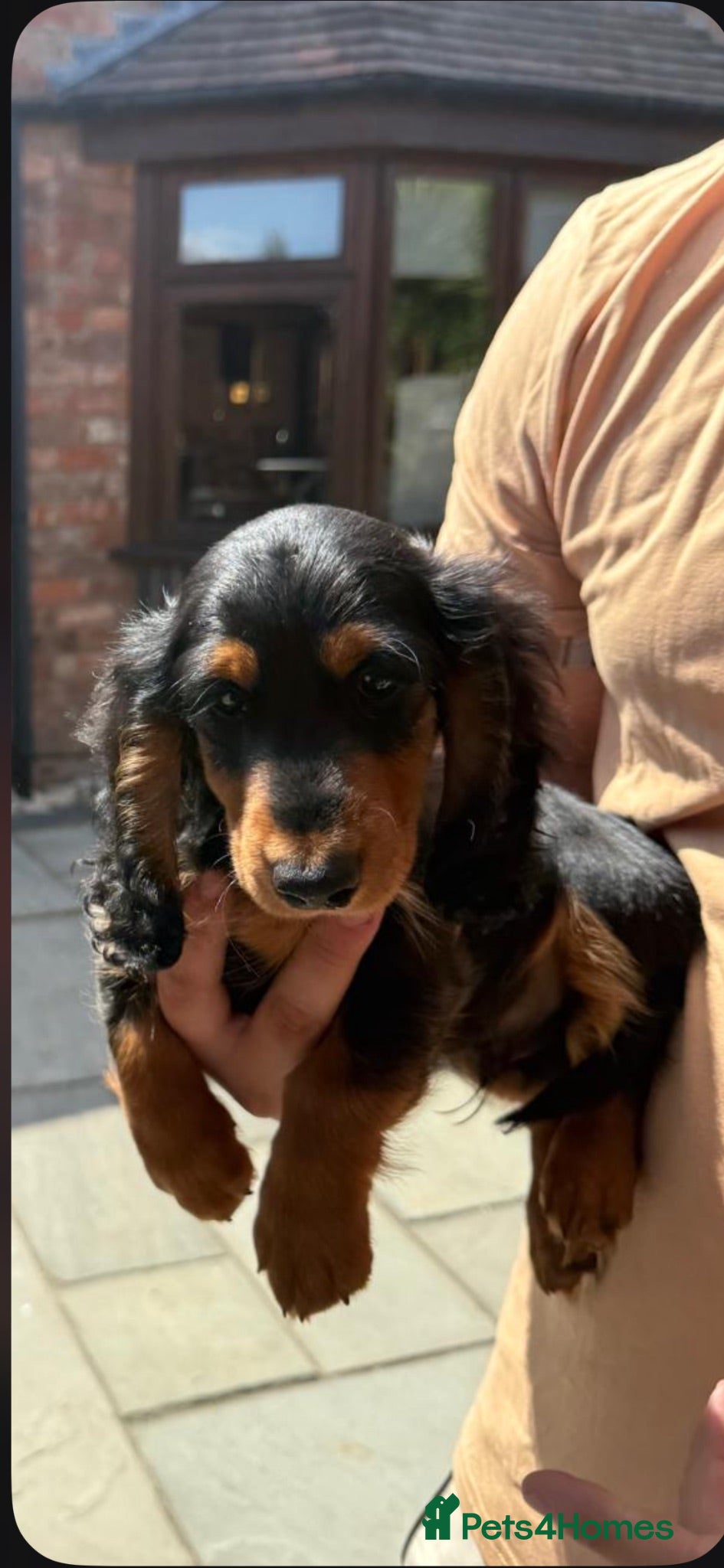 Dachshund dogs Miniature long haired dachshund puppies  - Advert 2