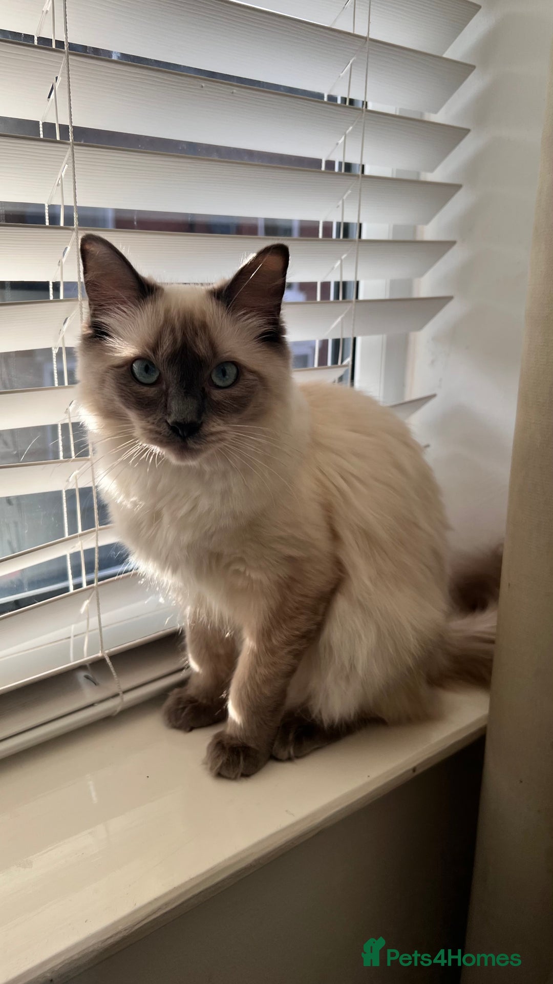 Ragdoll cats for sale: Milo & Mila my beloved cats  - Image 10