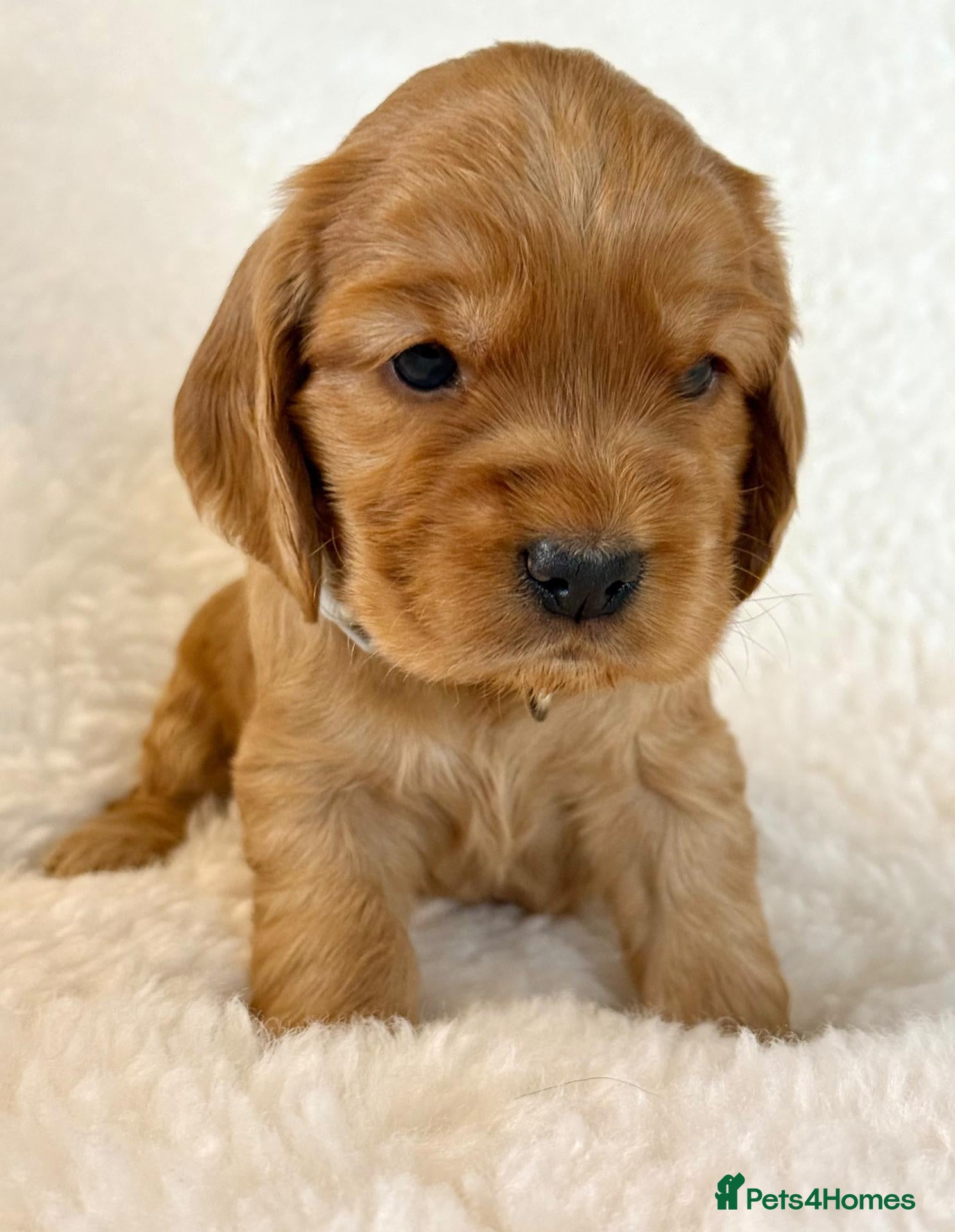 Cocker Spaniel dogs Fully Health Tested Showline Cocker Spaniel Pups - Advert 2