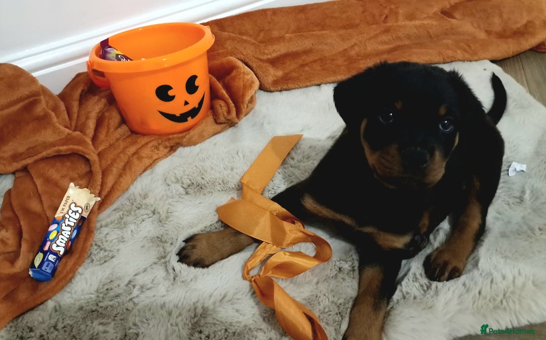 Rottweiler dogs for sale: KC Rottweiler Puppies - Image 4