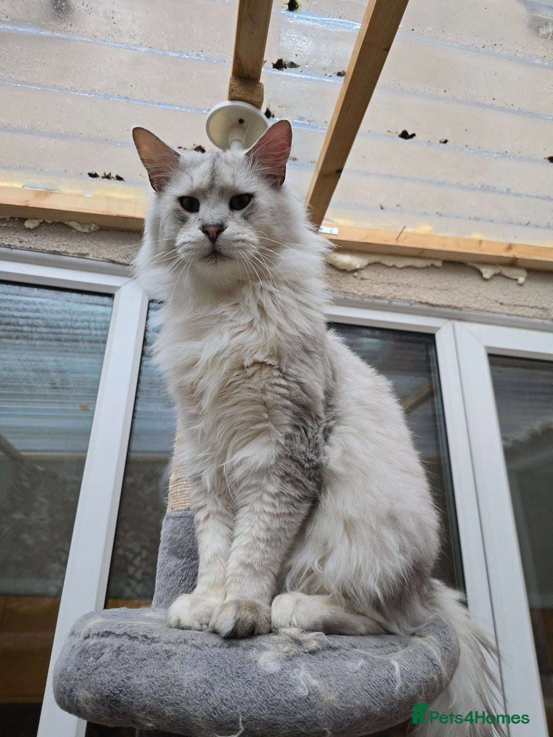 Maine Coon cats for sale: Chunky TICA registered Maine Coon Kittens - Advert 22