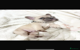 French Bulldog dogs for sale: French bulldog puppies  - Image 4