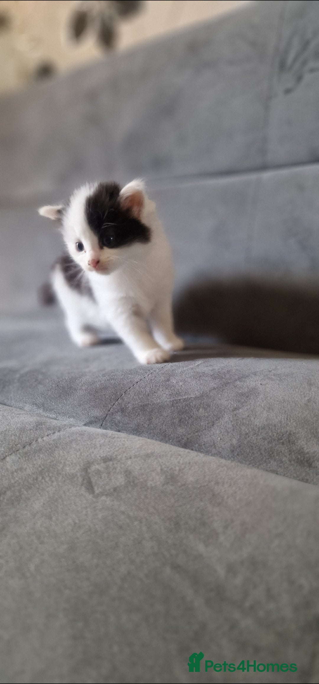American Shorthair cats for sale: Fluffy Black&White Kittens Ready for Loving Homes - Image 3