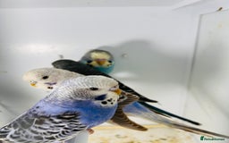 Parakeets birds for sale: Various colours/age  budgies  - Image 10