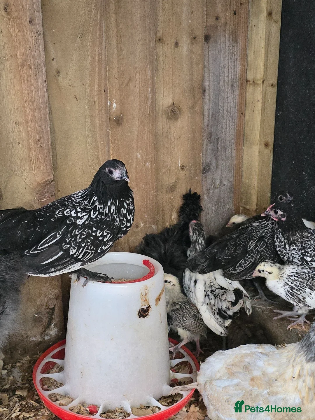 Chickens poultry for sale: Grower chickens - Advert 8