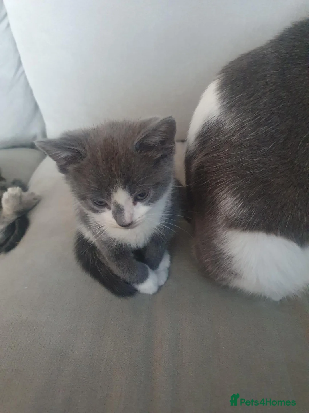 Mixed Breed cats for sale: 4 kittens looking for new homes  - Advert 7