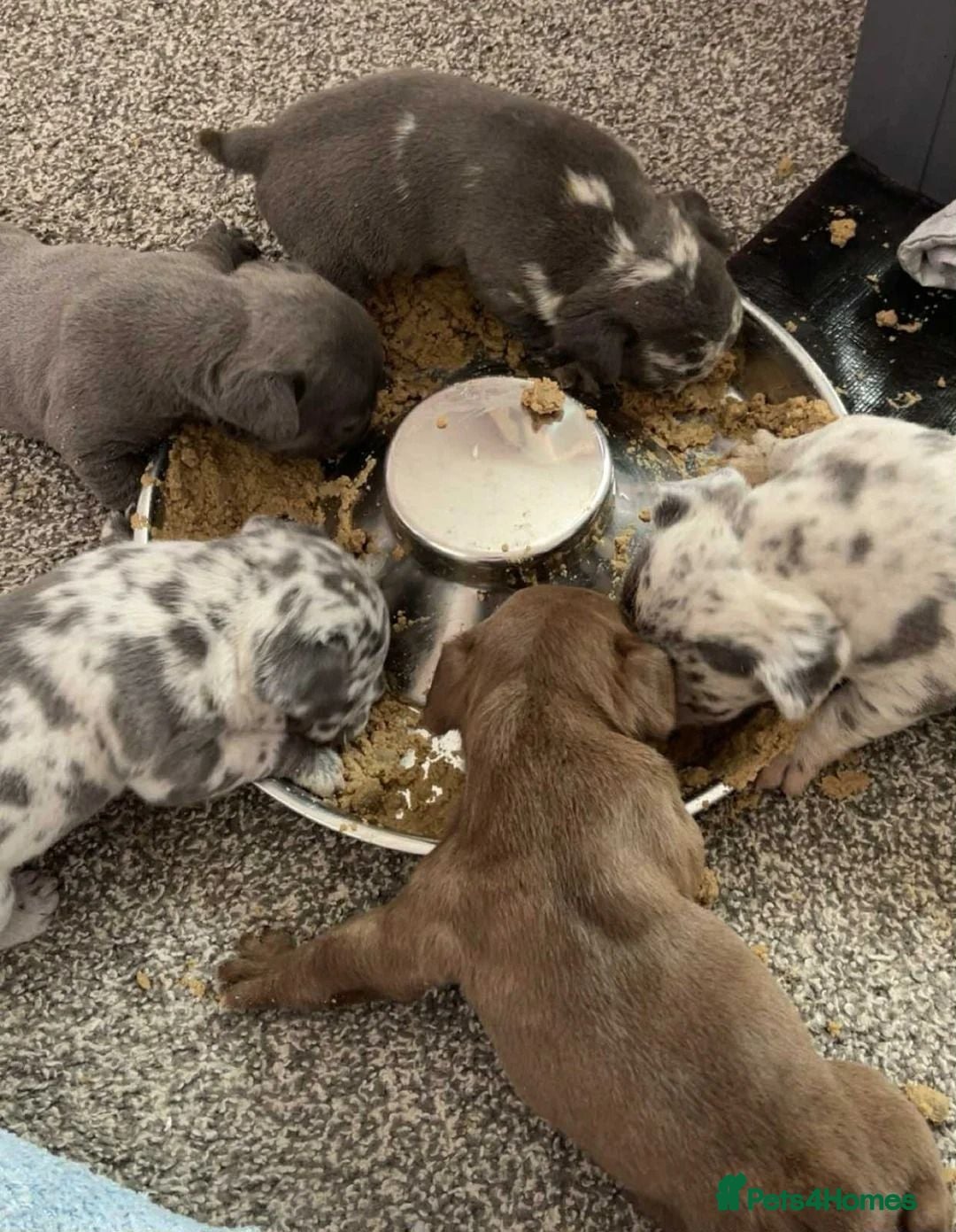 French Bulldog dogs Adorable French Bulldog Puppies – 2 Boys & 3 Girls - Advert 1