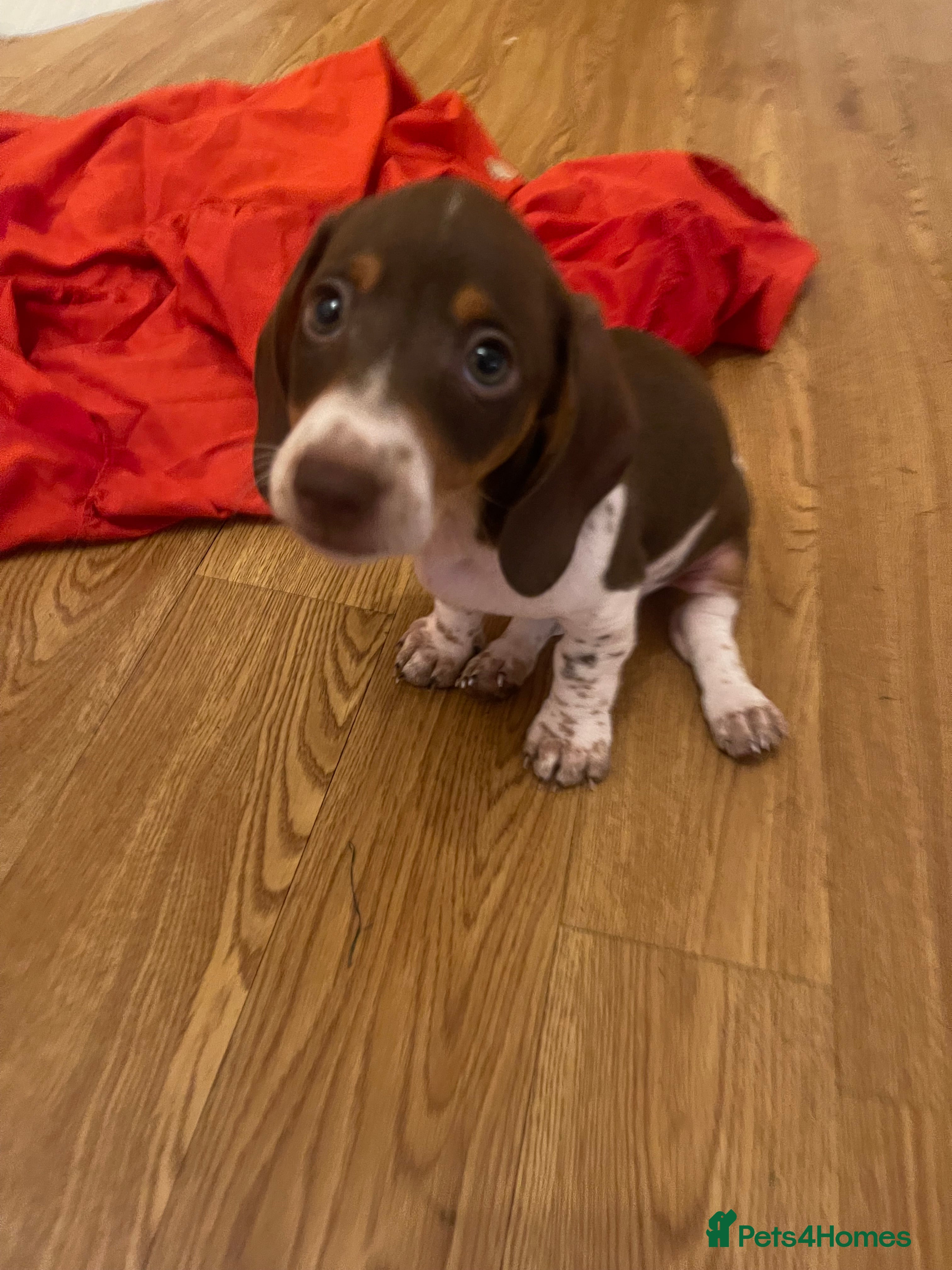 Dachshund dogs Daucshaund Puppies  - Advert 2