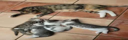 Mixed Breed cats for sale: Beautiful boy kittens - Advert 3
