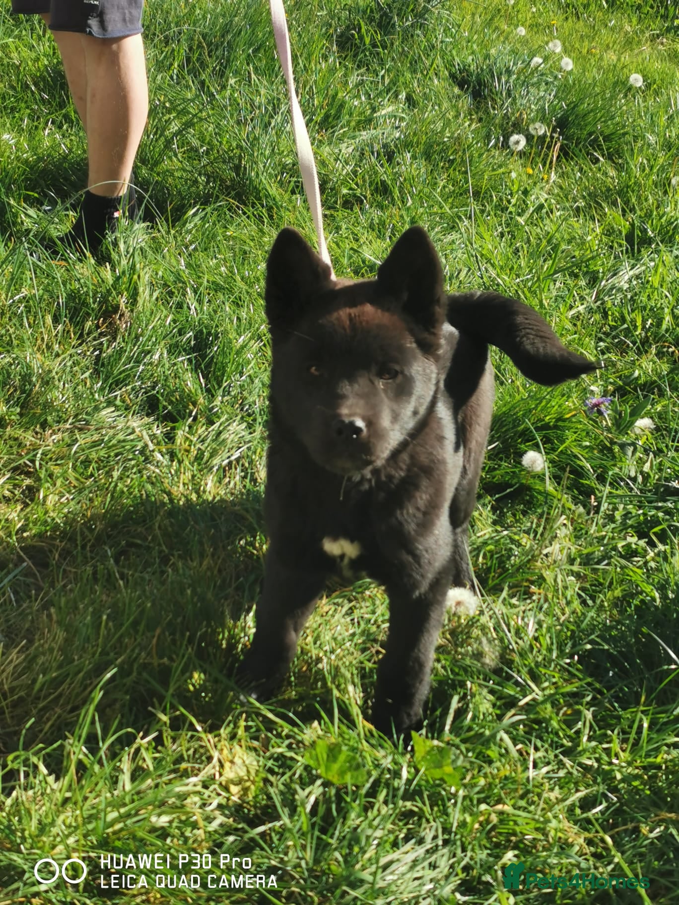 Akita dogs 2 beautiful puppies for sale  - Advert 2