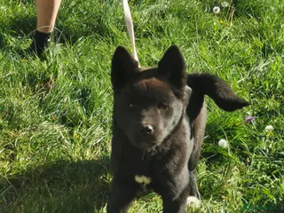 Akita dogs 2 beautiful puppies for sale - Advert 2