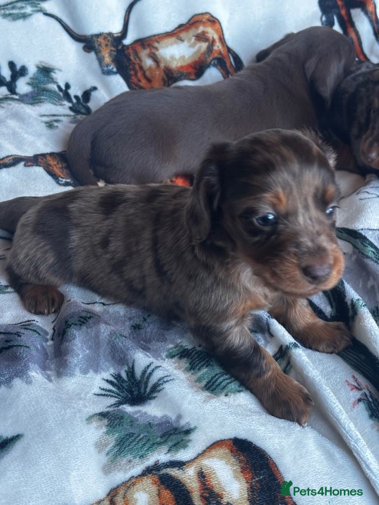 Miniature Dachshund dogs for sale: All Dapple Miniature Dachshunds available in Penrith - Advert 4