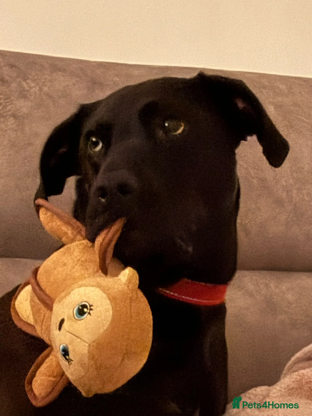 Mixed Breed dogs for sale: Max is ready for adoption! 5 year old male - Advert 2