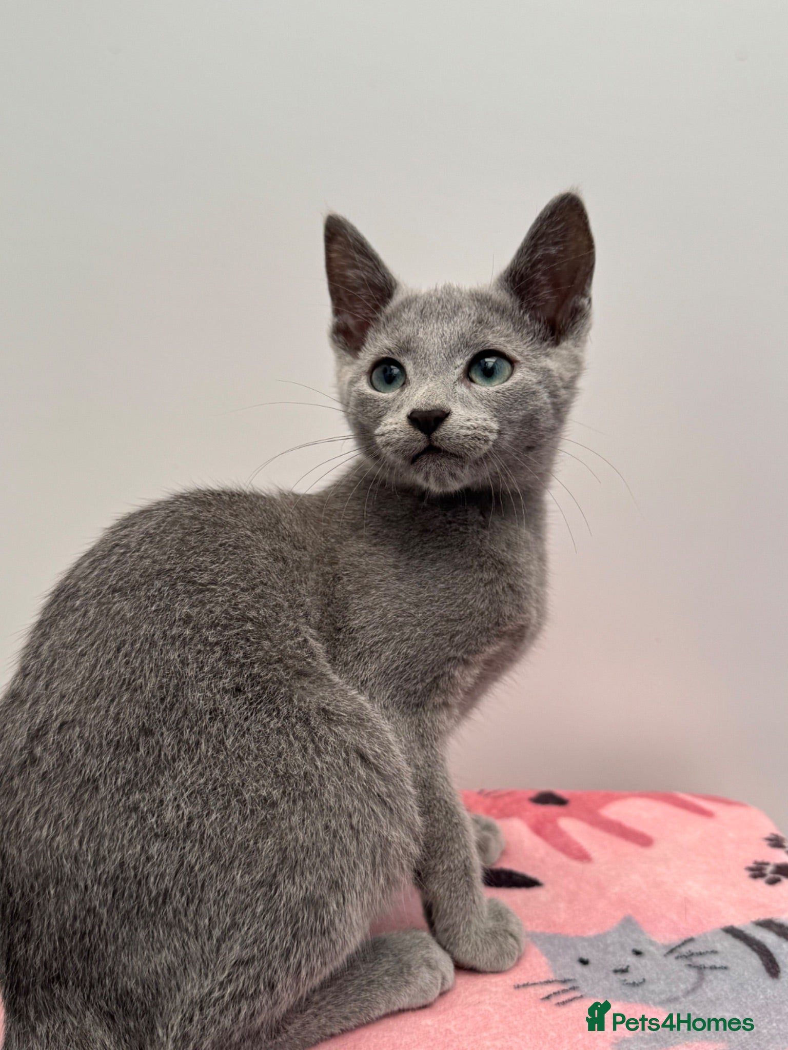 Russian Blue cats Cuddly pedigree russian blue  - Advert 13
